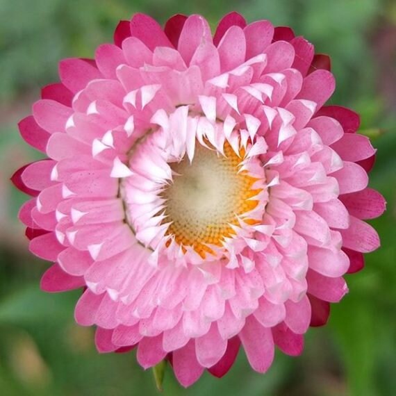 helichrysum - rose