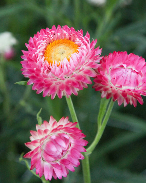 helichrysum - rose
