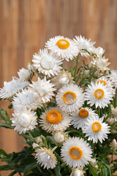 helichrysum - silvery white