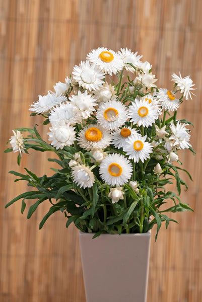 helichrysum - silvery white