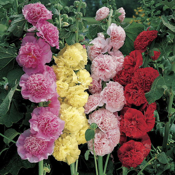 heavenly hollyhocks