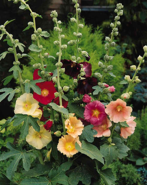 hollyhock - las vegas