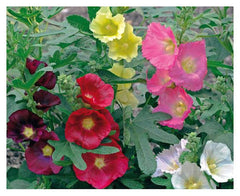 hollyhock - las vegas