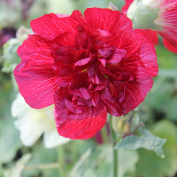 heavenly hollyhocks