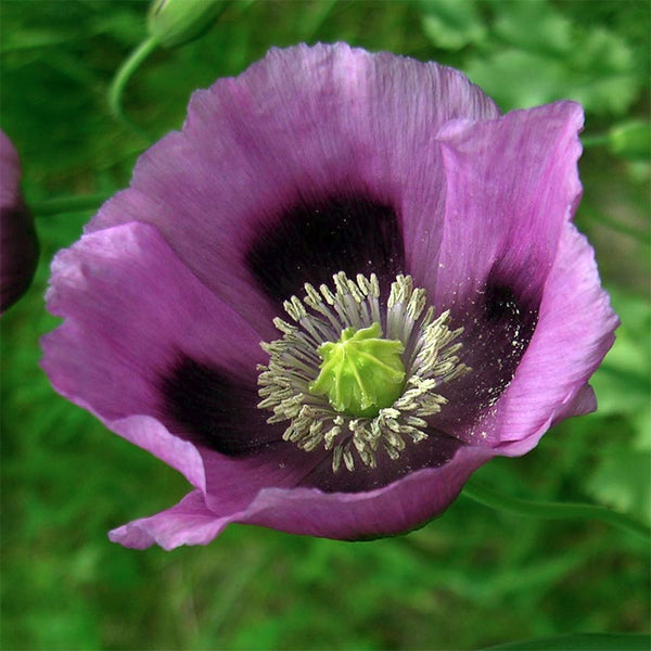 pleasing poppies