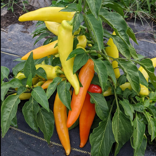 pepper - hungarian yellow wax