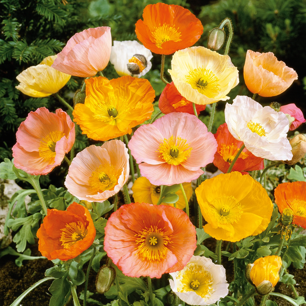 perennially punctual