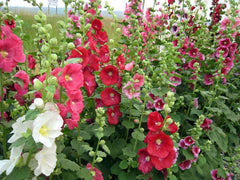 heavenly hollyhocks