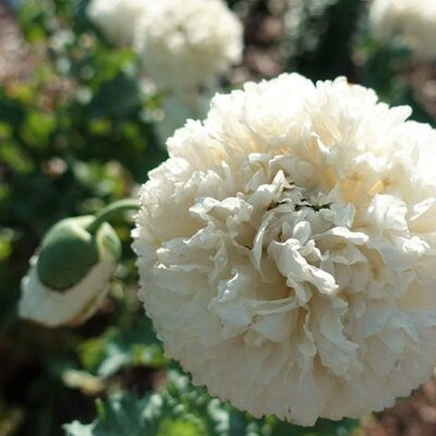 poppy - ivory peony