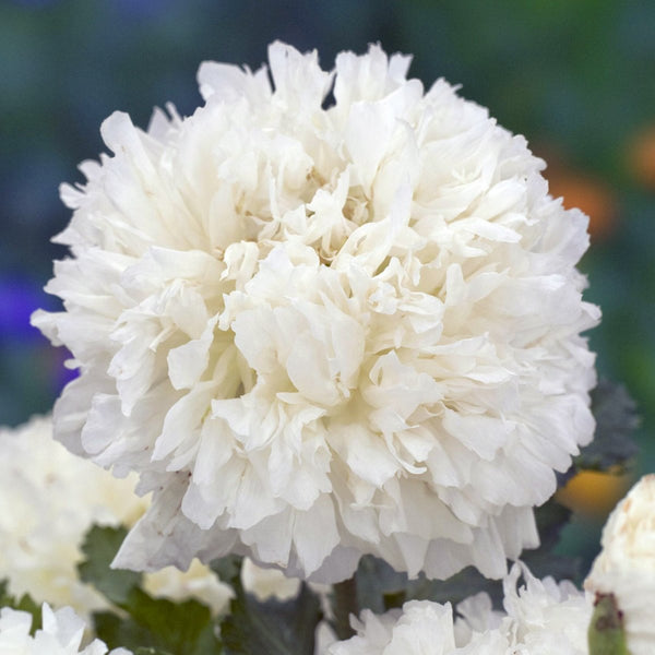 poppy - ivory peony