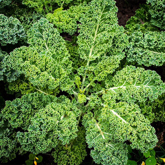 kale | dwarf curled scotch
