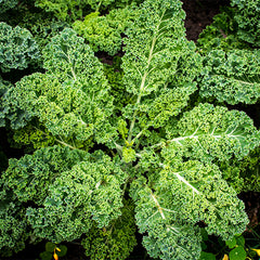 Kale | Dwarf Curled Scotch