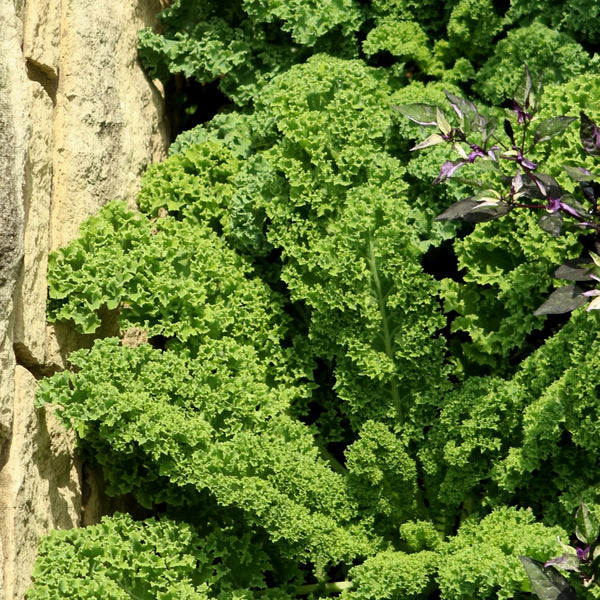 kale | dwarf curled scotch