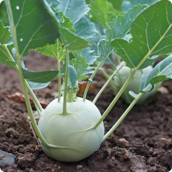 kohlrabi - white vienna