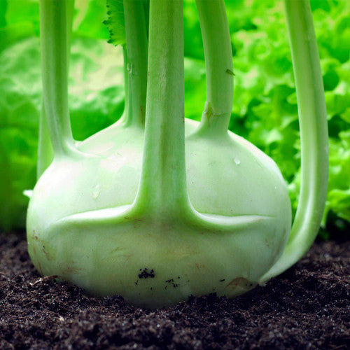 kohlrabi - white vienna