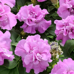 double petunia - duo lavender