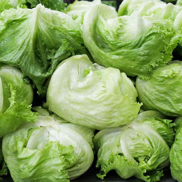 lettuce - iceberg