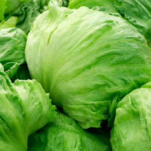 lettuce - iceberg