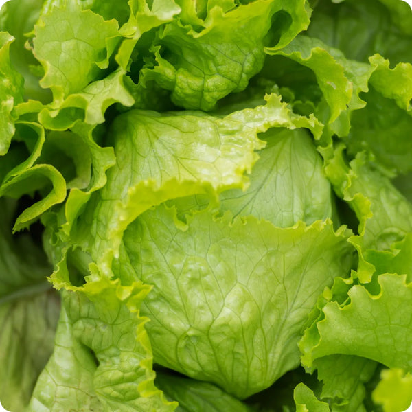 lettuce - iceberg