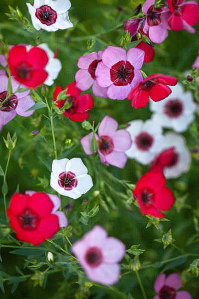 linum - tricolor mix
