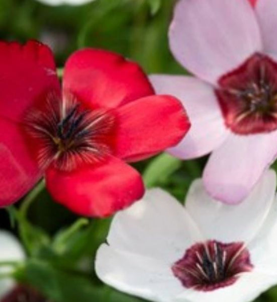 linum - tricolor mix