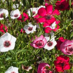 linum - tricolor mix
