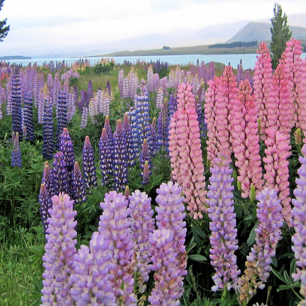 perennially punctual