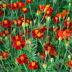 marigold - burning embers