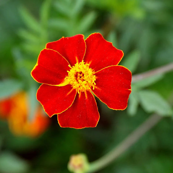 marigold - burning embers