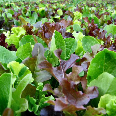 Summer Salads Seed Kit