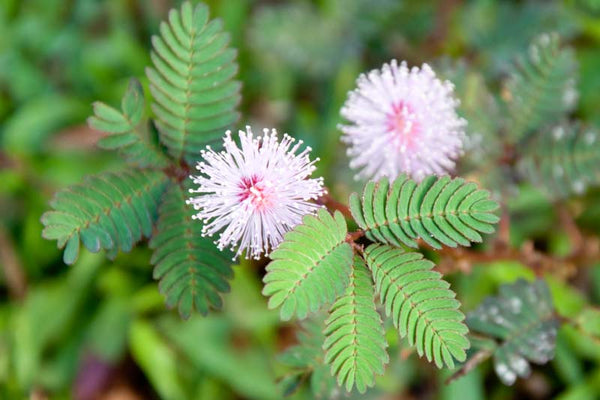mimosa - sensitive plant