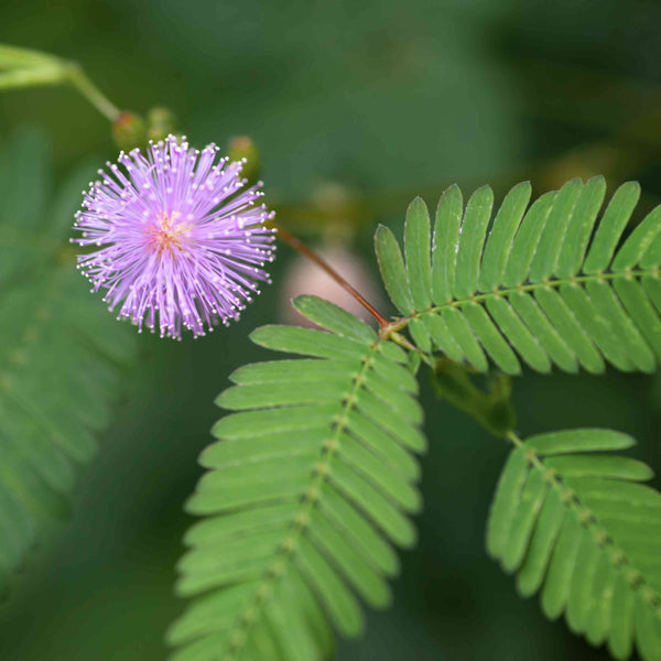 mimosa - sensitive plant