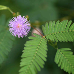 mimosa - sensitive plant