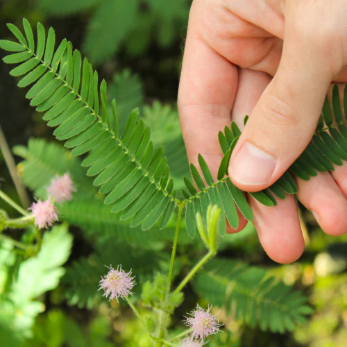 mimosa - sensitive plant