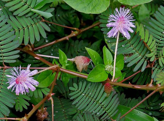 mimosa - sensitive plant