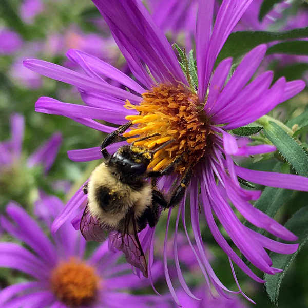 perennially punctual