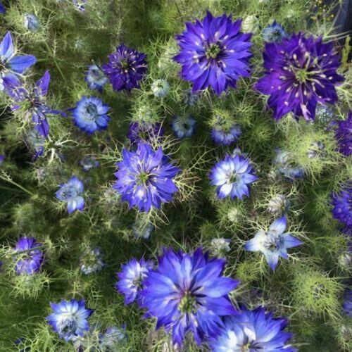 nigella - moody blues