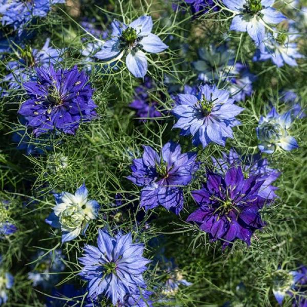 nigella - moody blues