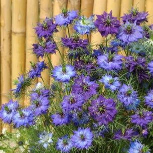 nigella - moody blues