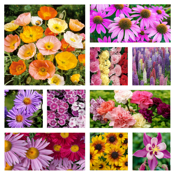 perennially punctual