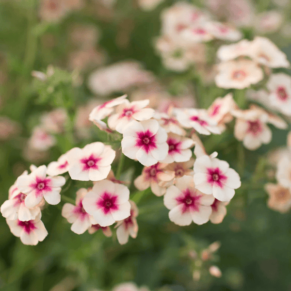 phlox - cherry caramel