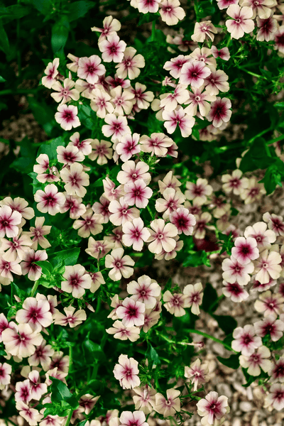 phlox - cherry caramel