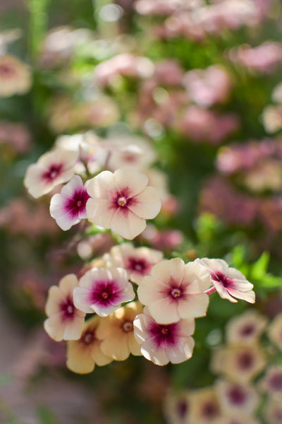 phlox - cherry caramel