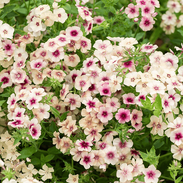 phlox - cherry caramel