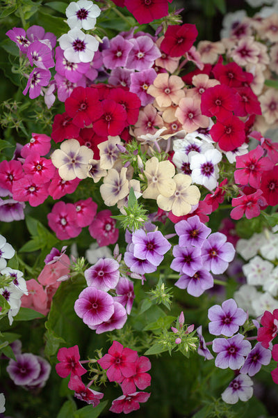 phlox - tapestry mixture