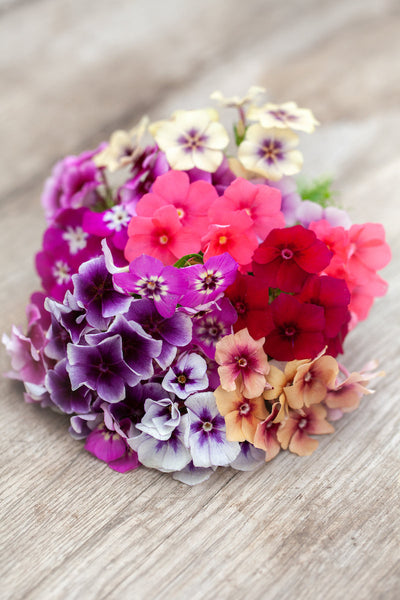 phlox - tapestry mixture