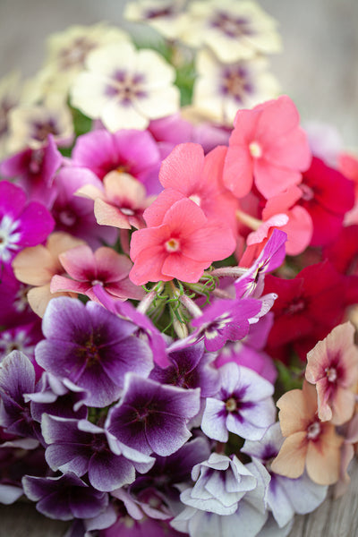 phlox - tapestry mixture