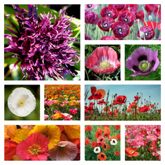 pleasing poppies