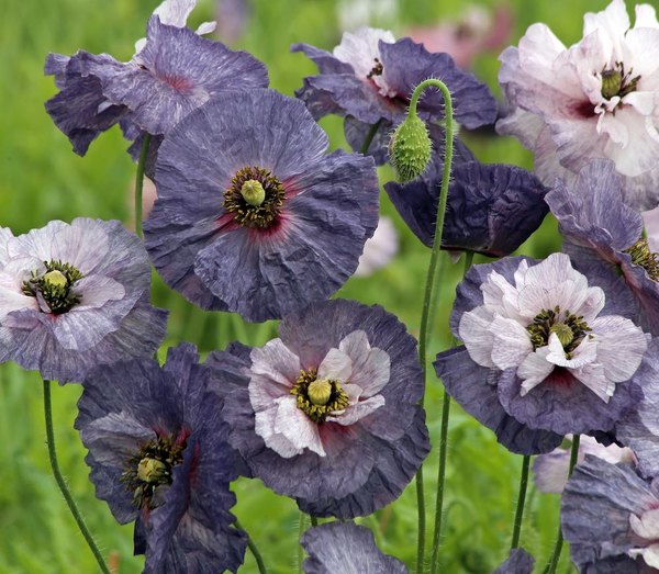 poppy - amazing grey