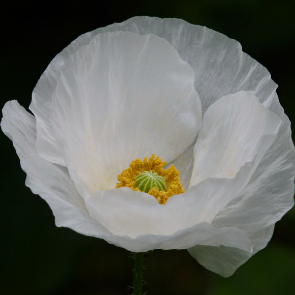 pleasing poppies